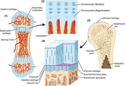 Roles of the calcified cartilage layer and its tissue engineering reconstruction in osteoarthritis treatment